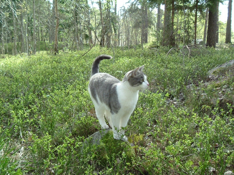 katt i skogen